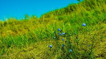 Beautiful blue flowers and a lot of the grass