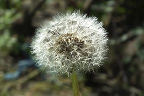 closer view of dandelion pointed flower