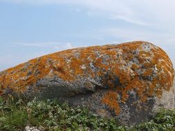 Moss on the stone