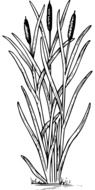 clipart of reed weed plant