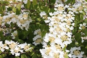 flowers white summer