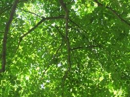 green deciduous trees in the arboretum