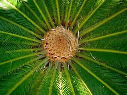 green tropical plant close up