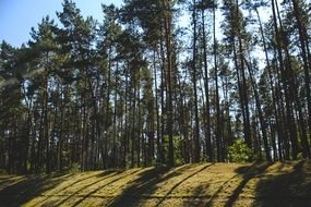 pine trees with shadows on grass