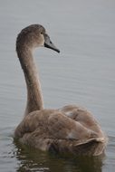 whooper swan on the water