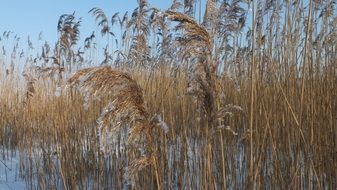 incredible grasses