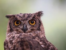 birds owl raptor