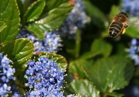 flying insect on the background of a flowering plant