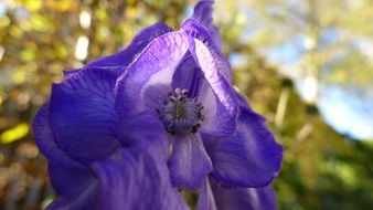 monkshood, purple flower of toxic plant