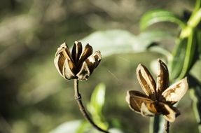 brown seeds of shrub