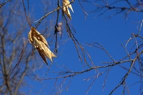 Dried leaves on the tree