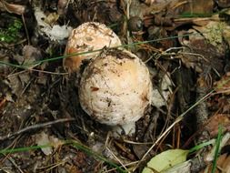 giant screen mushroom in the ground