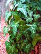wondrous ivy foliage