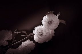 black-white image of flowers on a branch