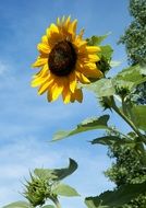big sunflower bud against the blue sky