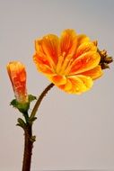 nemesia blossom