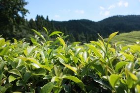 green tea plantation in the sun