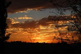 black tree branches on a fiery orange sunset background