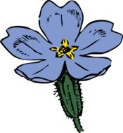 blue primrose drawing