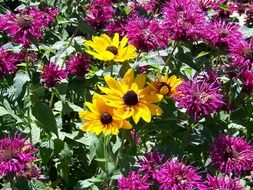 yellow gerbera among the pink clover