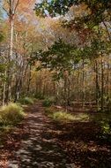 walking trail in the autumn forest