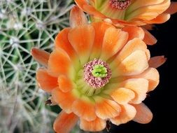 macro photo of striking cactus flowers