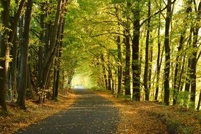 autumn forest tree park path