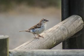 wondrous sparrow