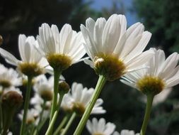 white daisies in the garden under the bright sun close up on a blurred background