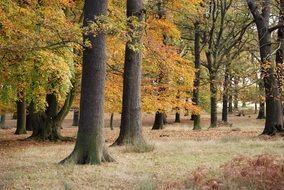 unimaginable wood trees