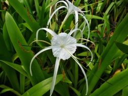 white lily like a spider