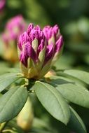 bud of pink rhododendron closeup