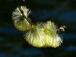 closeup photo of palm kitten on a branch in spring