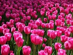 field with pink blooming tulips