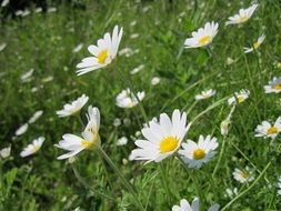 anthemis arvensis or corn chamomile