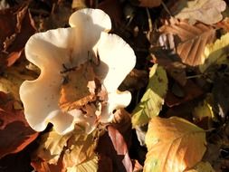 mushrooms among dry autumn leaves close-up