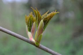 young green leaves on a chestnut branch