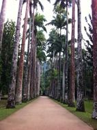 tree alley in the botanical garden