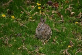 wondrous hare in grass