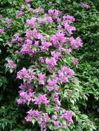 exotic shrub with pink flowers