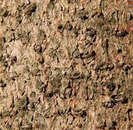 bark wood