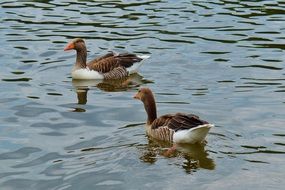 two brown-white gooses swim in a pond