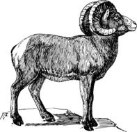 illustration of mountain goat with bighorn