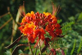 wonderfulpride of barbados flower