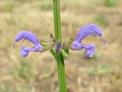 purple flowers of meadow sage