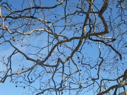 A lot of the beautiful tree branches at blue sky background