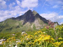 flower fields near the mountains
