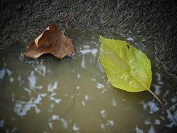 Two autumn leaves in a puddle