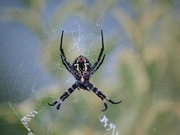black spider on the web