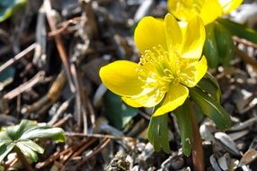 cute potentilla flower